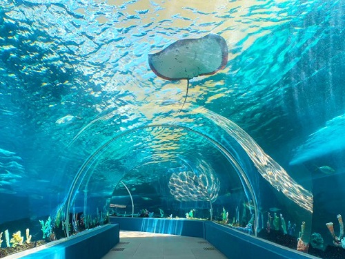 宿霧一日遊~海洋公園門票+全民運動會射箭體驗+火烤總匯自助餐【每人NT2400，6人成行】